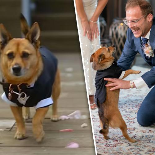 Finn The Dog Becomes An Instant Celebrity After Stealing The Show On MAFS