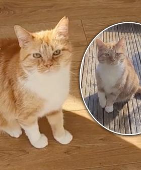 Cat Puts On Oscar Winning Performance By Faking An Injury To Be Allowed Indoors