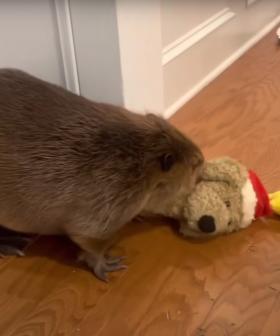 Stop What You're Doing Immediately And Watch This Adorable Beaver Make An Indoor "Dam" From Random Household Items