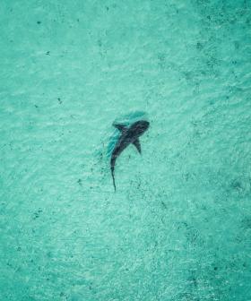 Shark Attach At SA Beach